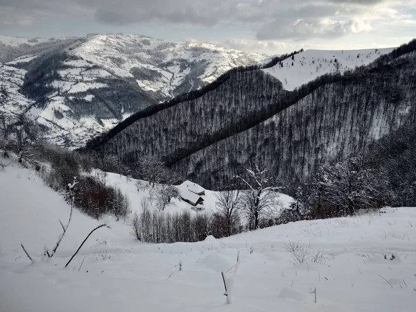 Beautiful Winter Landscape Carpathian Mountains Trees Covered Snow Romania Trasilvania — Stock Photo, Image