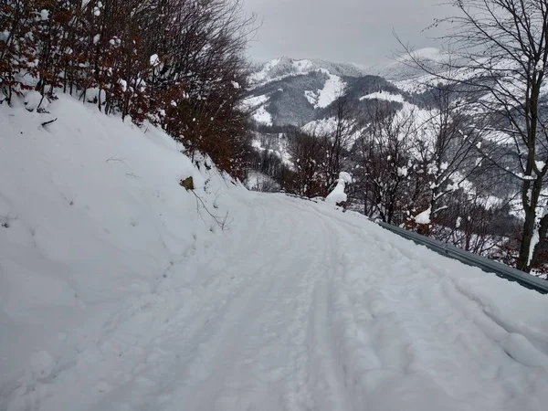 Romanya Transilvanya'da karla kaplı dağlar ve ağaçlarda güzel kış manzarası Kış yolu