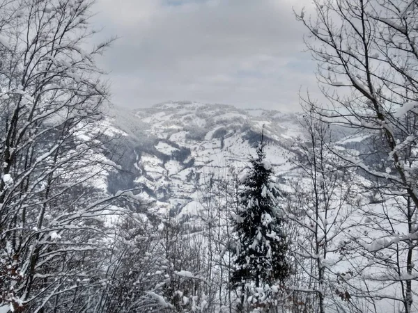 Beau Paysage Hivernal Dans Les Montagnes Des Carpates Avec Des — Photo