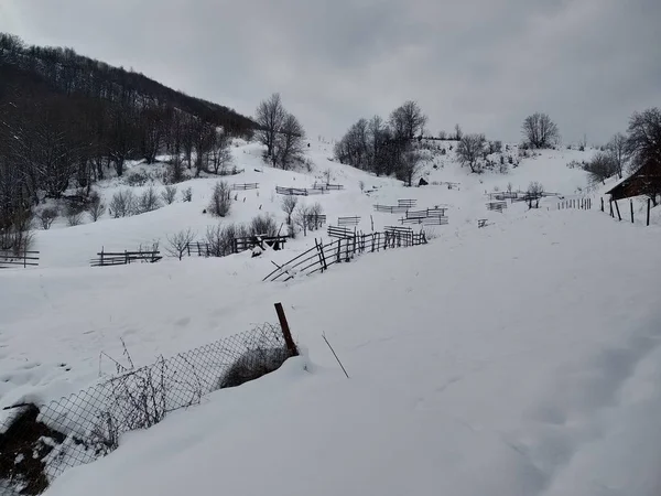 Piękny Zimowy Krajobraz Karpatach Drzewami Pokrytymi Śniegiem Rumunii Trasilvania Wieś — Zdjęcie stockowe