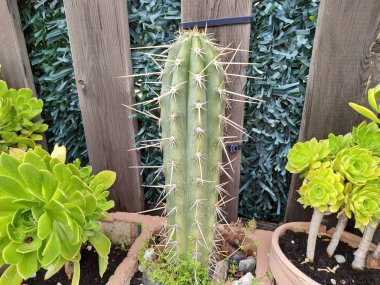 Malaga İspanya bir kamp Antequera eyaletinde küçük kaktüs