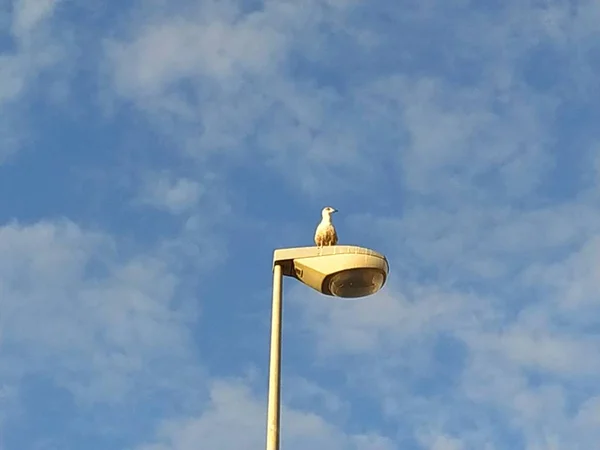 Seagull sitting on public light lamp background blue sky in Isla Cristina province of Huelva Spain.