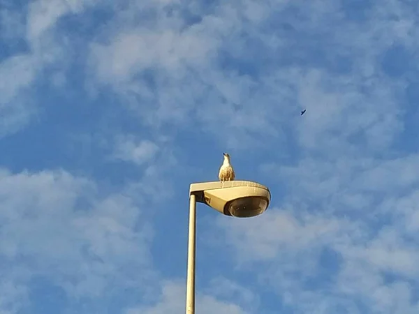 Seagull sitting on public light lamp background blue sky in Isla Cristina province of Huelva Spain.