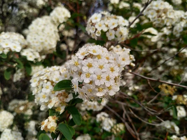 Das Viburnum Tinus Allgemein Als Durillo Bekannt Ist Eine Einheimische — Stockfoto