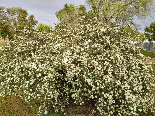 Das Viburnum Tinus Allgemein Als Durillo Bekannt Ist Eine Einheimische — Stockfoto