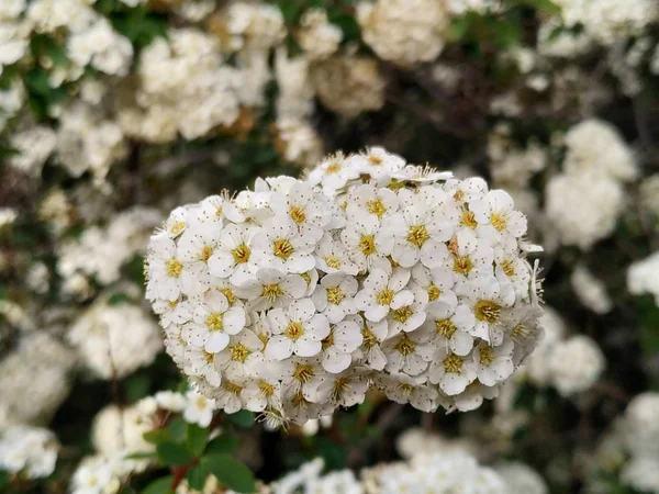 Das Viburnum Tinus Allgemein Als Durillo Bekannt Ist Eine Einheimische — Stockfoto