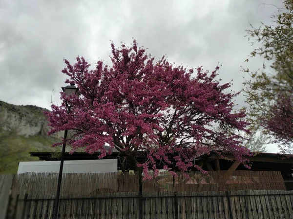 Cercis siliquastrum, commonly called love tree lilac flowers. In Spain provicia of Malaga city of Antequera