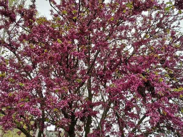 Cercis siliquastrum, commonly called love tree lilac flowers. In Spain provicia of Malaga city of Antequera