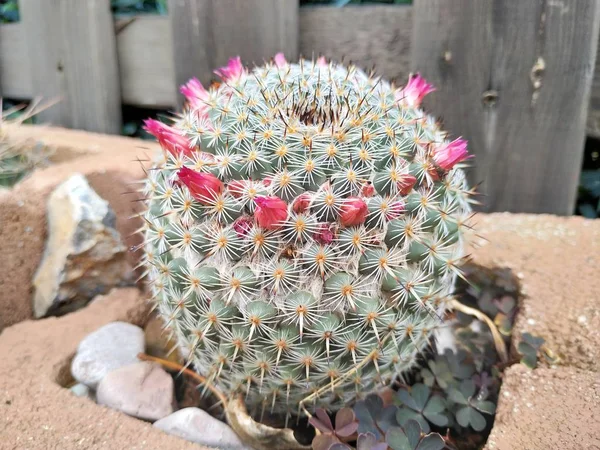 Parodi Leninghausii Cactus Yellow Tower Malaga Spanien — Stockfoto