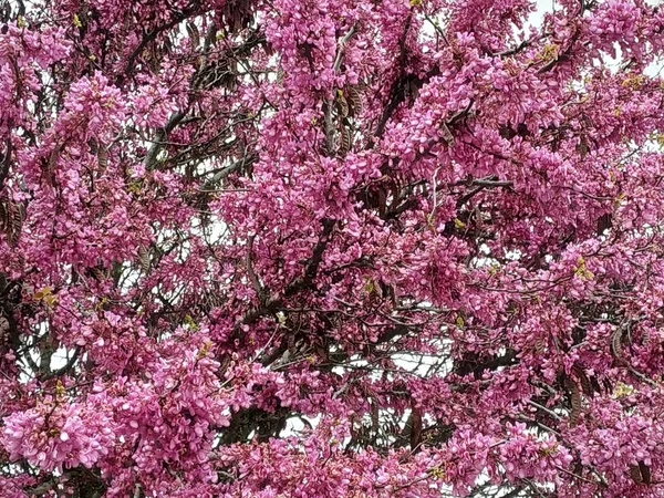 Cercis Siliquastrum Gemeinhin Als Lila Blüten Des Liebesbaumes Bezeichnet Spanien — Stockfoto