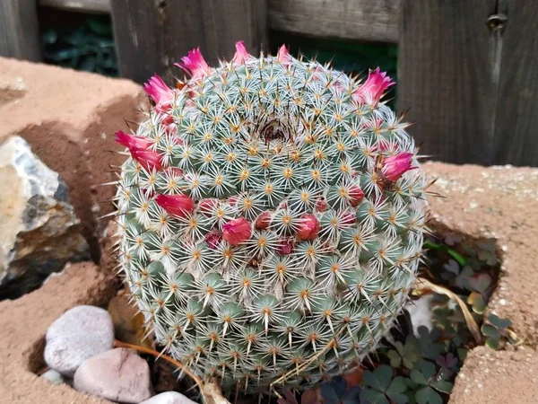 Parody Leninghausii Cactus Yellow Tower Malaga Spain — Stock Photo, Image