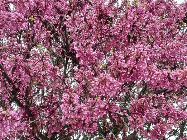 Cercis Siliquastrum Běžně Nazývaný Love Tree Fialový Květiny Španělsku Město — Stock fotografie