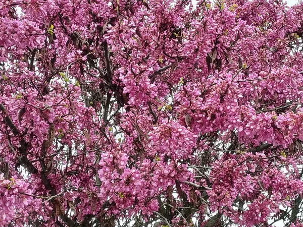 Cercis Siliquastrum Közismert Nevén Szerelem Lila Virágok Spanyolországban Provicia Malaga — Stock Fotó