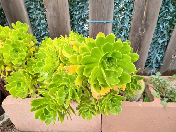 Плотоядное Растение Маленькими Зелеными Боярышниками Малага Испания — стоковое фото
