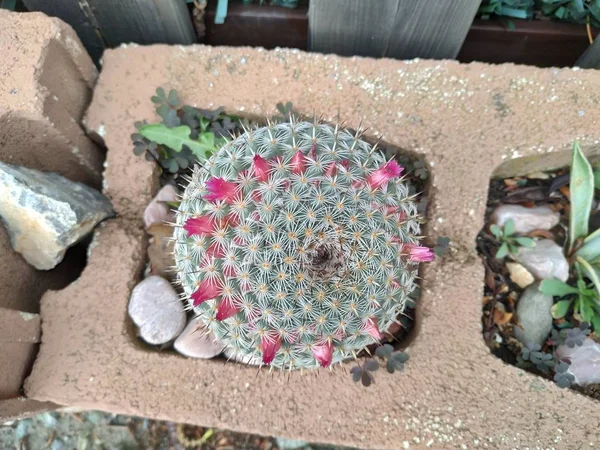 Parodia Leninghausii Cactus Torre Amarilla Málaga España —  Fotos de Stock