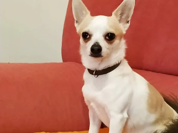 Primo Piano Nizza Cane Chihuahua Malaga Spagna — Foto Stock