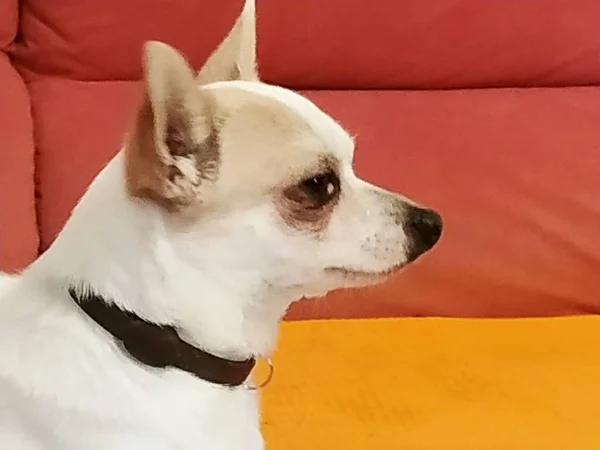 Primo Piano Nizza Cane Chihuahua Malaga Spagna — Foto Stock