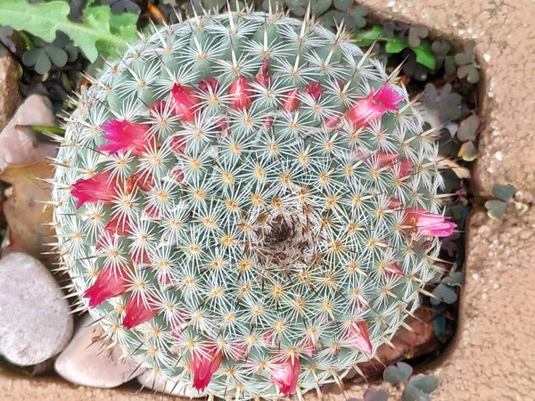 Parodia Leninghausii Cactus Torre Amarilla Málaga España —  Fotos de Stock