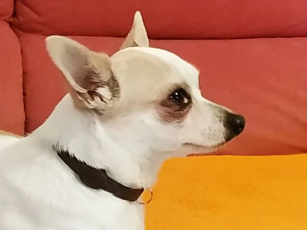 Close Mooie Chihuahua Hond Malaga Spanje — Stockfoto