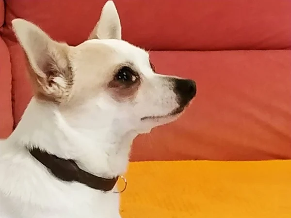 Cachorro Chihuahua Málaga Espanha — Fotografia de Stock