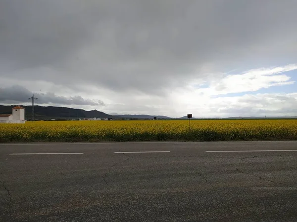 Желтые Цветы Рапсовое Поле Провинции Антекера Малаге Андалусия Испания — стоковое фото