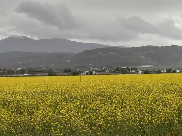 Malaga, Endülüs, İspanya 'nın Antequera bölgesindeki sarı çiçek tarlaları.