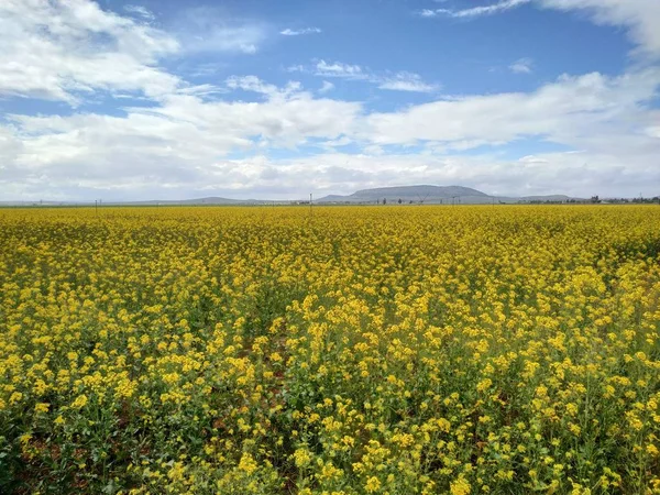 Yellow Flowers Rapeseed Field Antequera Province Malaga Andalusia Spain — Stock Photo, Image