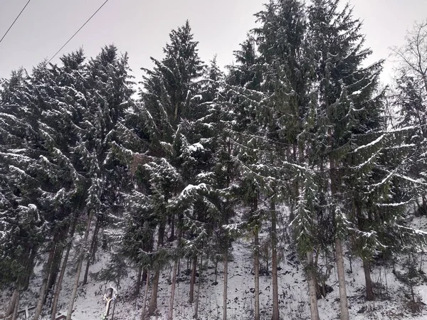 Pinhais Cobertos Neve Roménia Transilvânia — Fotografia de Stock