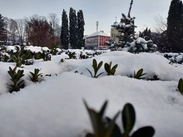 Primo Piano Del Ramo Dell Albero Neve Nel Parco Romania — Foto Stock