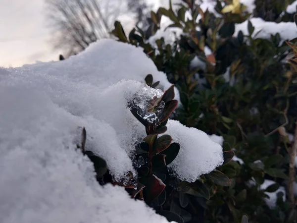 Primo Piano Del Ramo Dell Albero Neve Nel Parco Romania — Foto Stock