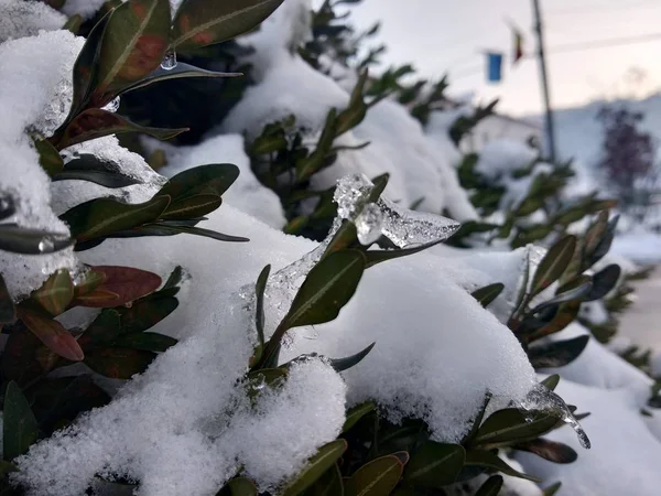 Close Ramo Árvore Neve Parque Roménia Transilvânia — Fotografia de Stock