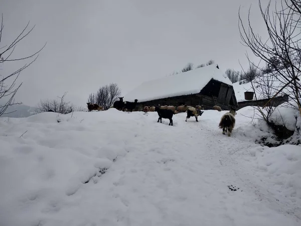 Romanya Transilvanya Kış Sezonunda Keçi — Stok fotoğraf