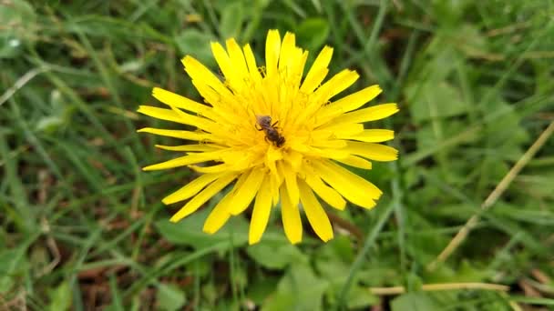 Primer Plano Flor Diente León Amarillo Con Insecto — Vídeos de Stock