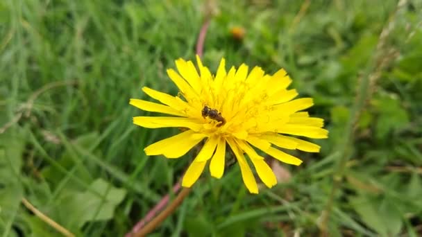 Primo Piano Fiore Tarassaco Giallo Con Insetto — Video Stock