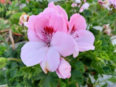 Beyaz çiçekler derin kırmızı şarap ile işaretlenmiş