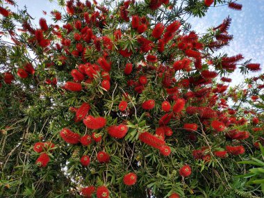 Parlak kırmızı çiçeklerile Callistemon citrinus ağacı