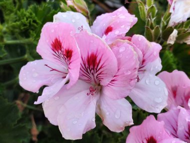 Beyaz çiçekler derin kırmızı şarap ile işaretlenmiş