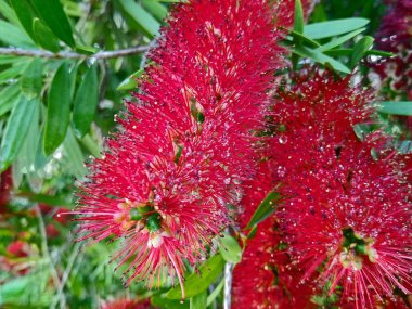Parlak kırmızı çiçeklerile Callistemon citrinus ağacı