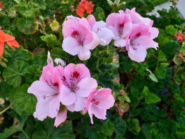 Beyaz çiçekler derin kırmızı şarap ile işaretlenmiş