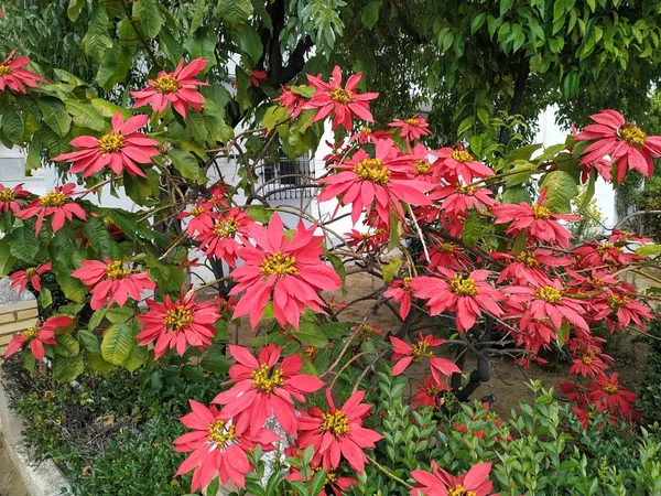 Växter Med Stora Röda Blommor Huelva Spanien — Stockfoto