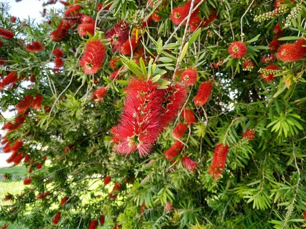 Parlak kırmızı çiçeklerile Callistemon citrinus ağacı