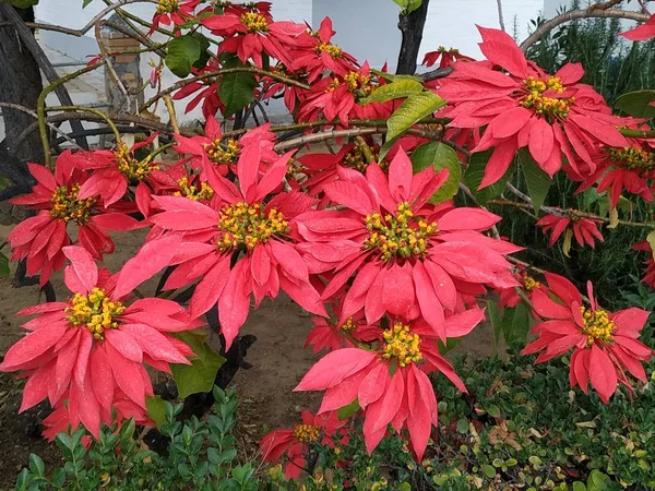 Växter Med Stora Röda Blommor Huelva Spanien — Stockfoto