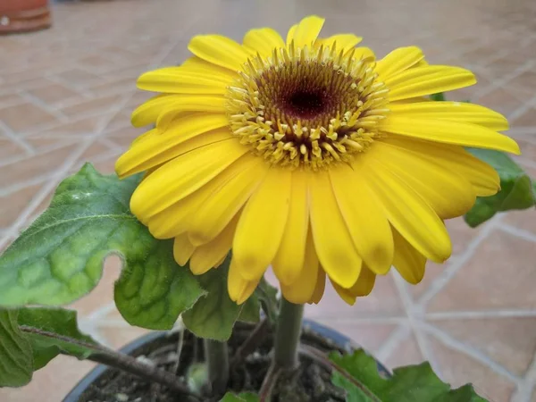 Sarı Gerberas Pozitif Enerji Sıcaklık Iyilik Gülümsüyor Sevinç Sembolize — Stok fotoğraf