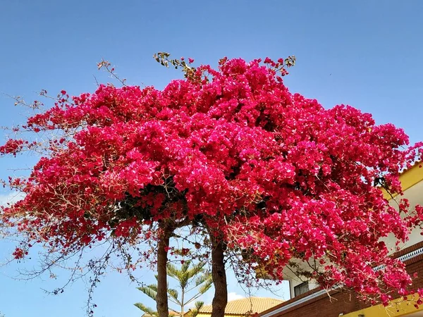 Árvore Com Folhas Vermelhas Província Mazagn Huelva Espanha — Fotografia de Stock