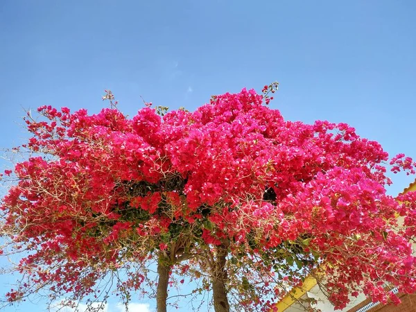 Strom Červenými Listy Provincii Mazagn Španělsku — Stock fotografie