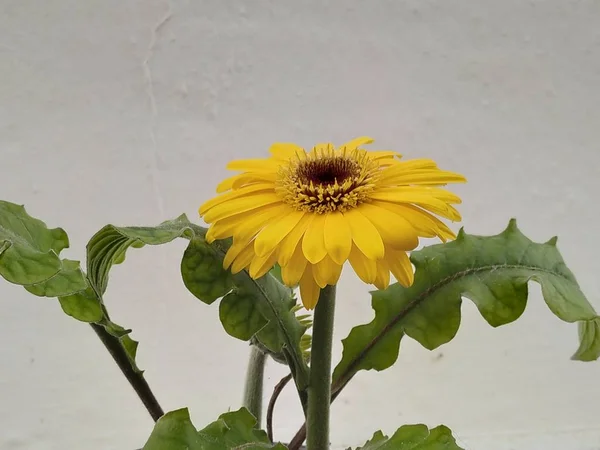 Sarı Gerberas pozitif enerji, sıcaklık ve iyilik, gülümsüyor ve sevinç sembolize.