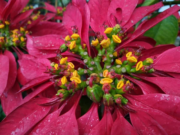 Huelva, İspanya'da büyük kırmızı çiçekleri olan bitkiler