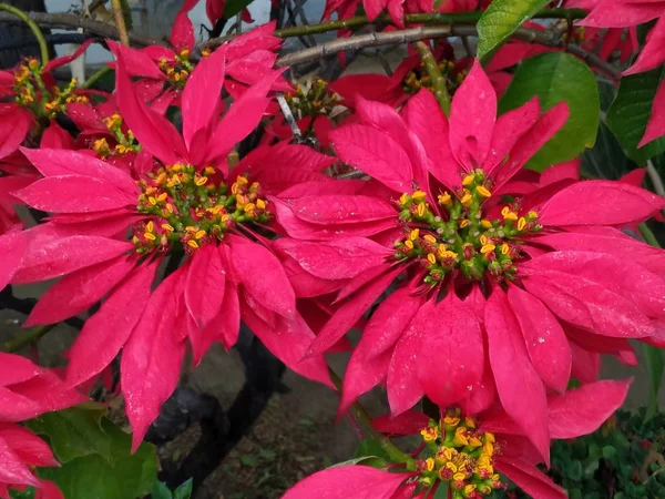 Plants Large Red Flowers Huelva Spain Royalty Free Stock Photos