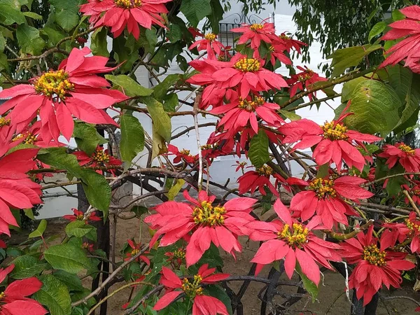 Piante Con Grandi Fiori Rossi Huelva Spain Foto Stock