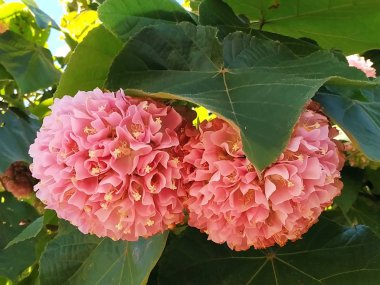 Pembe kartopu ağacı, ayrıca Dombeya cayeuxii denir. Isla Cristina eyaletinde huelva, İspanya